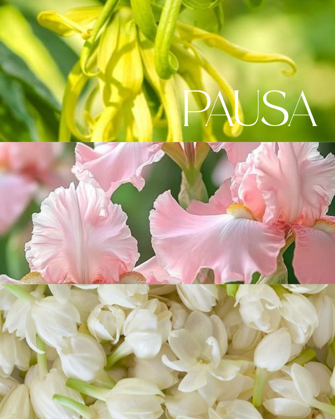 Wax melts Pausa